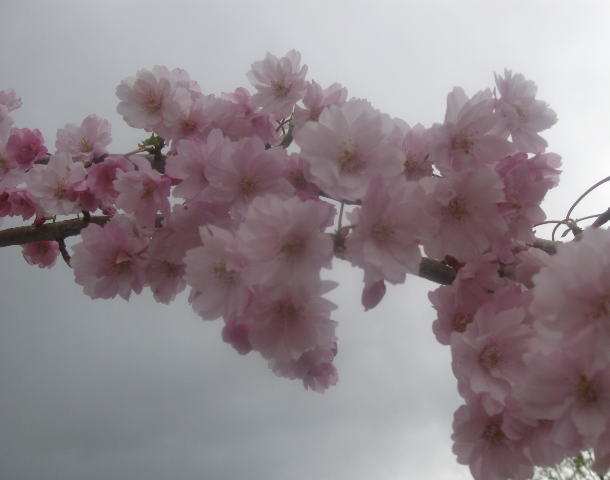 cherryblossom3